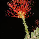 Image of <i>Beaufortia squarrosa</i>