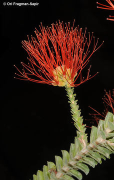 Image of <i>Beaufortia squarrosa</i>