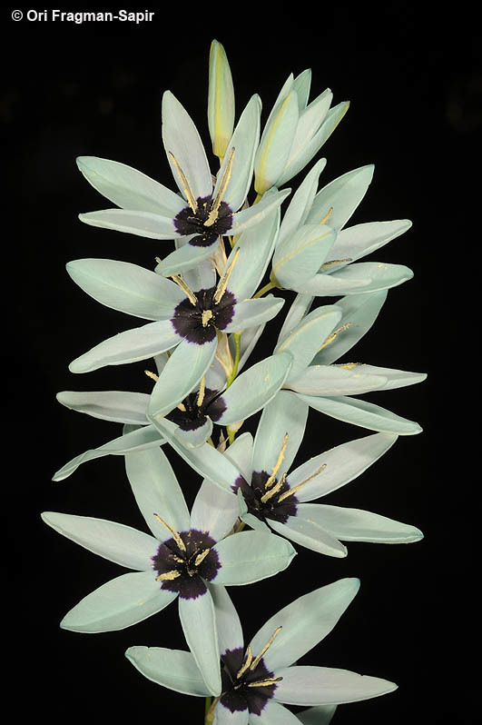 Image of Turquoise Ixia