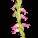 Sivun Spiranthes sinensis (Pers.) Ames kuva