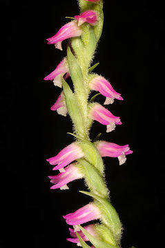 Image of Chinese Spiranthes