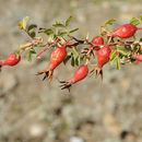 Image of Rosa webbiana Wall.