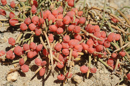 صورة Ephedra gerardiana Wall. ex Klotzsch & Garcke