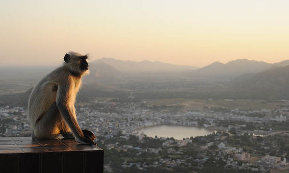 Image of Gray (=entellus) langur