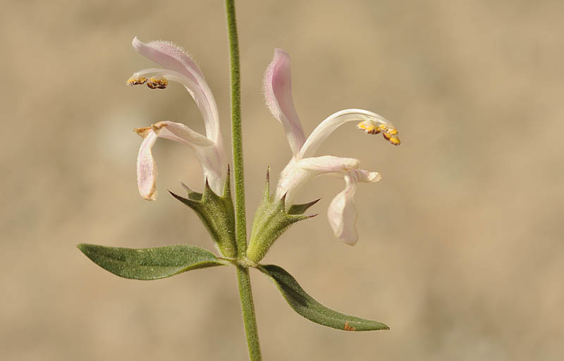 Слика од <i>Stachys tibetica</i>