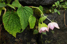 Слика од Begonia picta Sm.