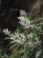 Image of <i>Persicaria wallichii</i>