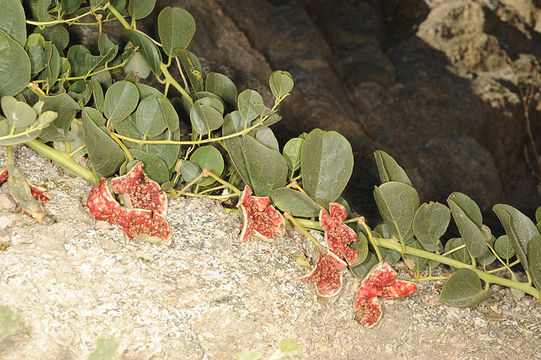 Image de Capparis spinosa L.