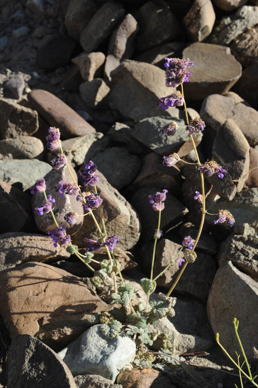 Image of Nepeta floccosa Benth.