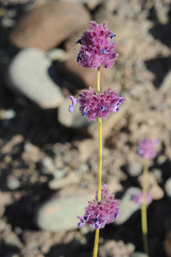 Image of Nepeta floccosa Benth.