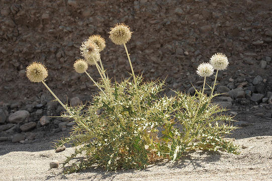 Image de Echinops cornigerus DC.