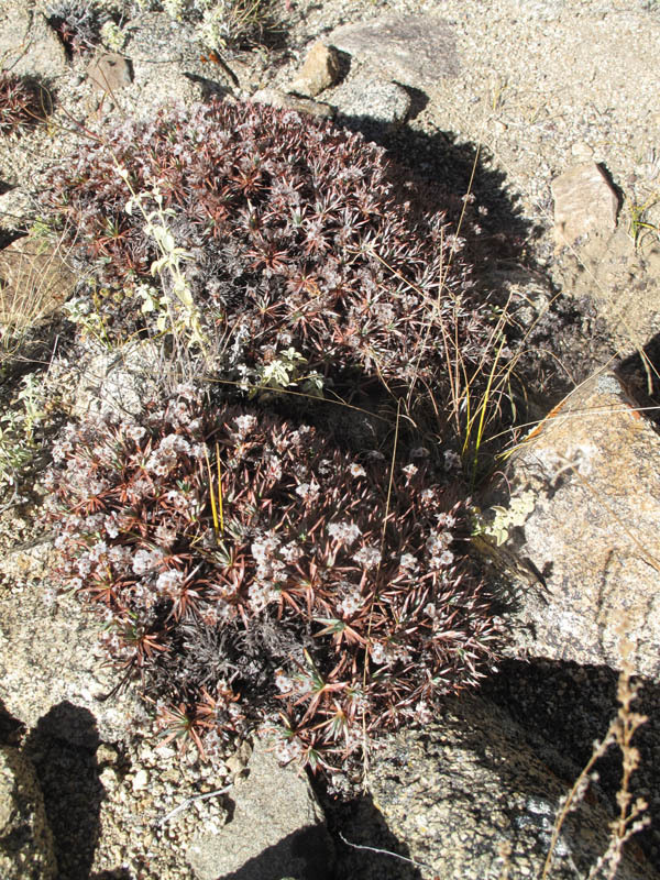 Image of Acantholimon lycopodioides (Girard) Boiss.