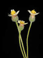 Image de Tridax procumbens L.