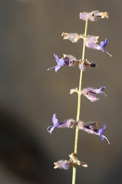 Image of Perovskia abrotanoides Kar.