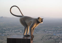 صورة لنغور رمادي