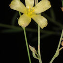 Image of Linum maritimum L.