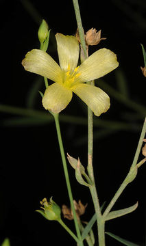 Image of Linum maritimum L.