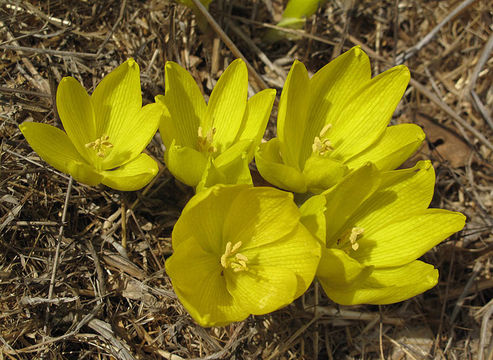 Image de Sternbergia clusiana (Ker Gawl.) Ker Gawl. ex Spreng.