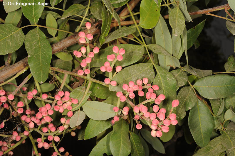 Image of Cyprus turpentine