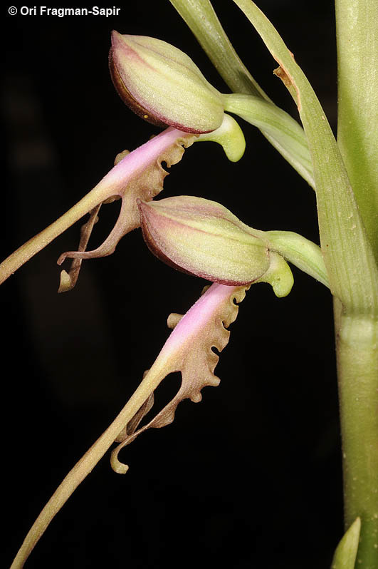 Image of <i>Himantoglossum affine</i>