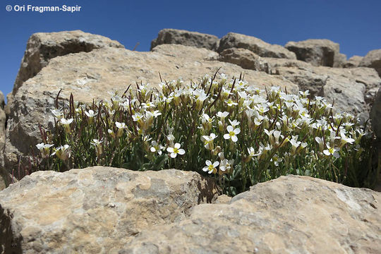 Image of Gray rockcress