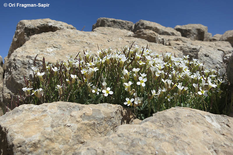 Image of Gray rockcress