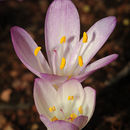 Image of Colchicum cilicicum (Boiss.) Dammer