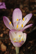 Image of Colchicum cilicicum (Boiss.) Dammer