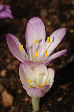 Imagem de Colchicum cilicicum (Boiss.) Dammer