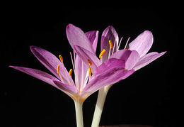 Imagem de Colchicum cilicicum (Boiss.) Dammer