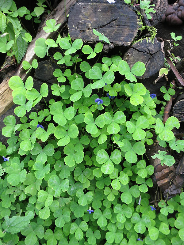 Image of blue-oxalis