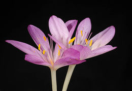 Imagem de Colchicum cilicicum (Boiss.) Dammer