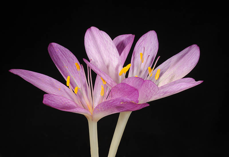 Image of Colchicum cilicicum (Boiss.) Dammer