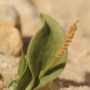 Sivun Ophioglossum polyphyllum A. Br. apud Seubert kuva