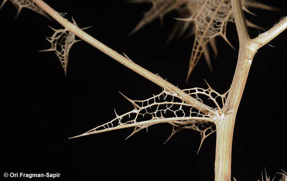 Carthamus persicus Willd. resmi