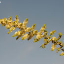 Image of <i>Salsola imbricata</i>