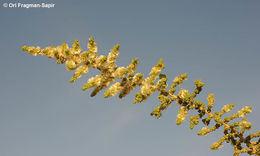 Sivun <i>Salsola imbricata</i> kuva