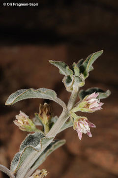 Image of <i>Glossonema boveanum</i>