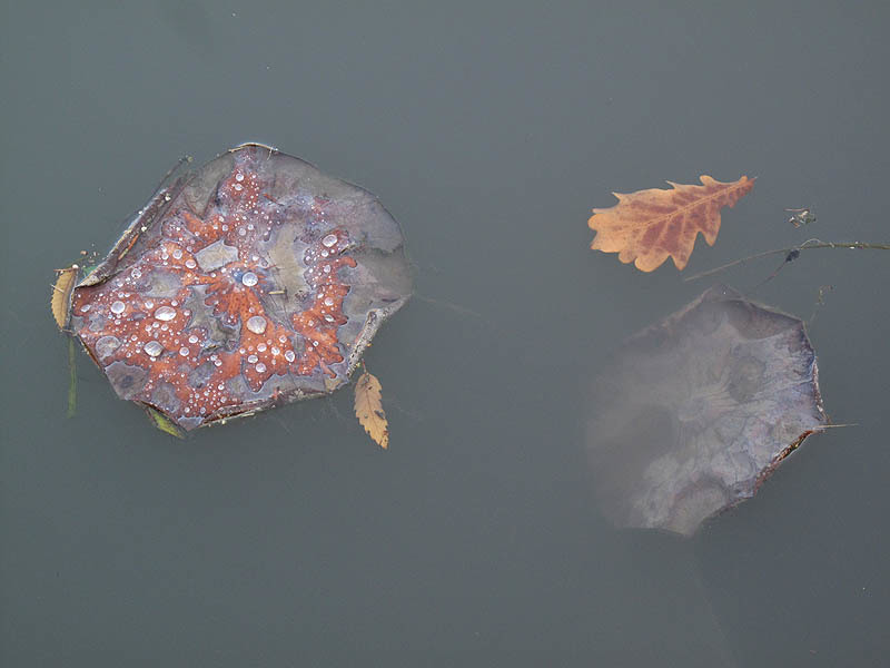 Image of sacred lotus