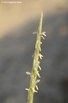 Imagem de Lasiurus scindicus Henrard