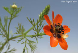 Image of summer pheasant's eye