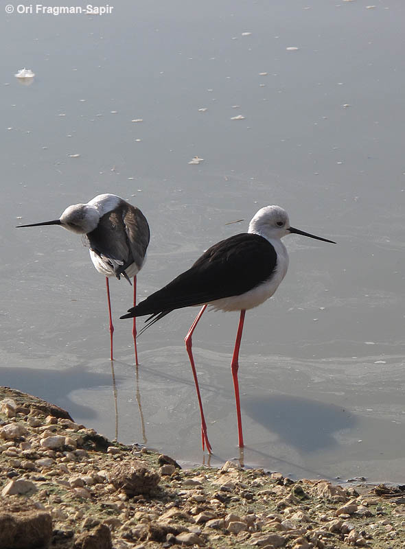 Image of Black-winged Stilt