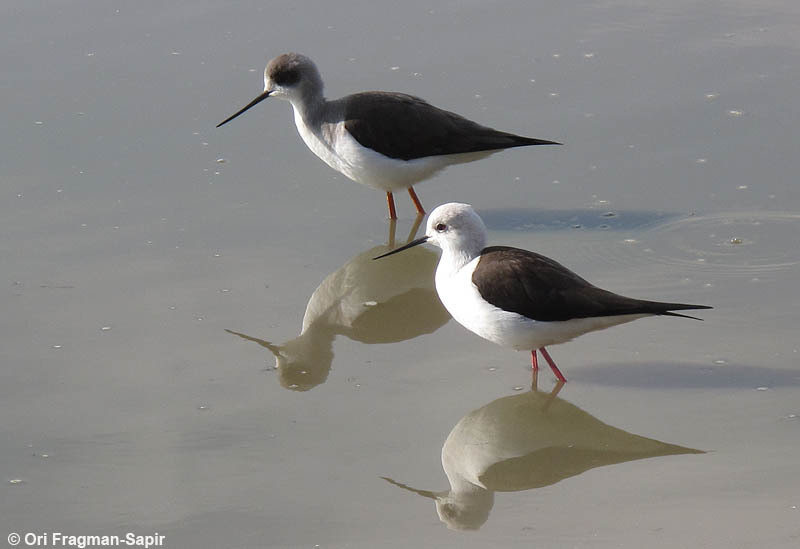 Image of Black-winged Stilt