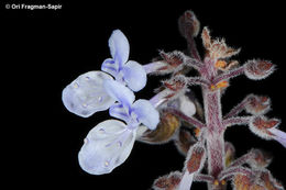 Image de Plectranthus neochilus Schltr.