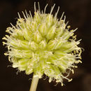 Image de Allium pseudocalyptratum Mouterde