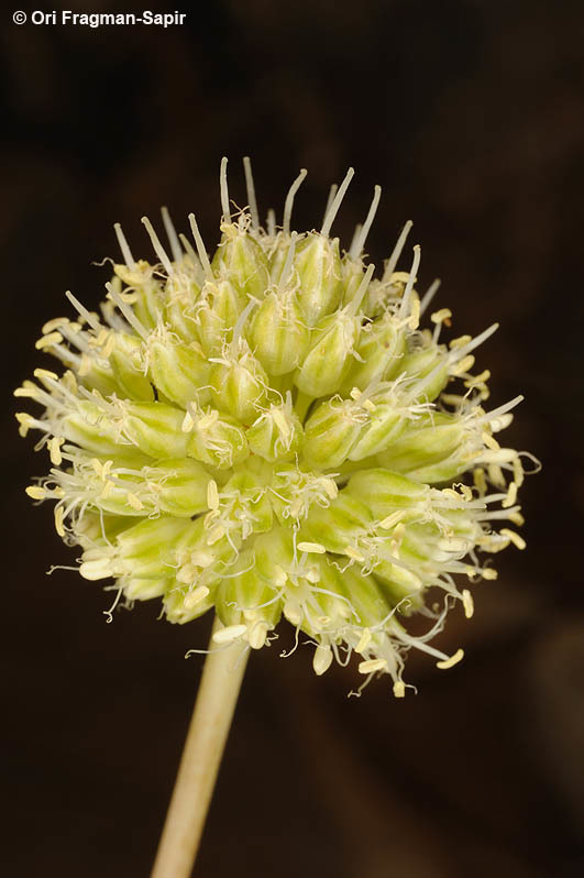 Image of Allium pseudocalyptratum Mouterde
