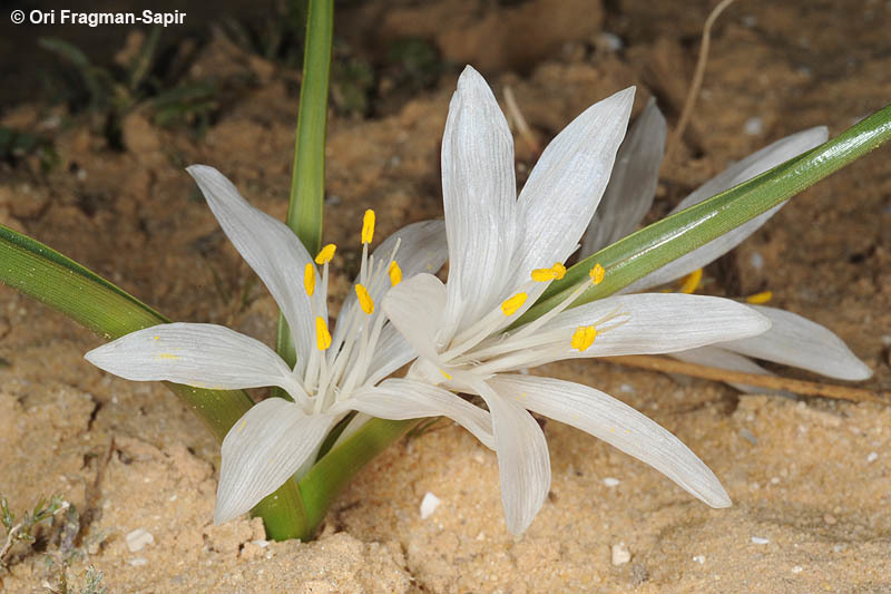 Image of Colchicum ritchii R. Br.