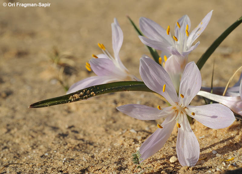 Image of Colchicum ritchii R. Br.