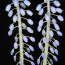 Image of Muscari aucheri (Boiss.) Baker