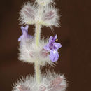 Image of <i>Salvia deserti</i>